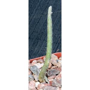 Pterocactus tuberosus 4-inch pots