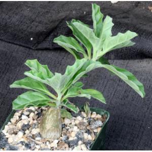 Pterodiscus makatiniensis 4-inch pots