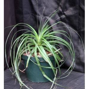 Puya alpestris 10-inch pots
