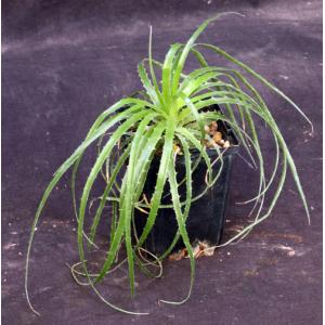 Puya mirabilis 4-inch pots