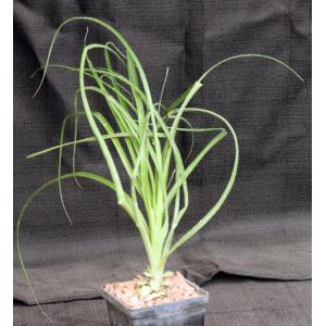 Puya mirabilis 4-inch pots