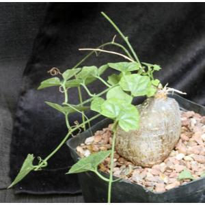 Pyrenacantha malvifolia one-gallon pots
