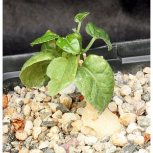 Pyrenacantha malvifolia one-gallon pots