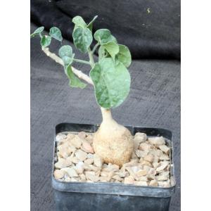 Pyrenacantha malvifolia 5-inch pots