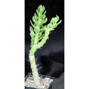 Quiabentia verticillata 5-inch pots