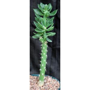 Quiabentia verticillata 8-inch pots