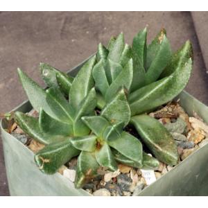 Rabiea albipuncta (GM 93) 4-inch pots