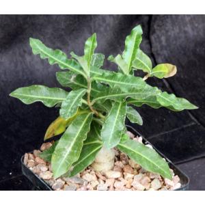 Raphionacme flanaganii 5-inch pots