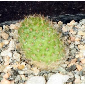 Rebutia donaldiana 2-inch pots