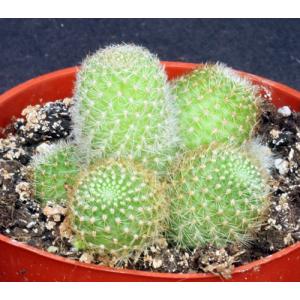 Rebutia spinosissima 4-inch pots