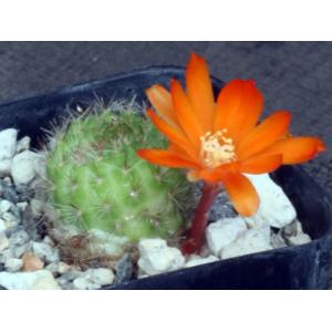 Rebutia donaldiana 2-inch pots