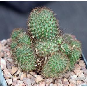 Rebutia fulviseta 5-inch pots