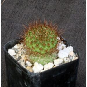 Rebutia donaldiana 2-inch pots