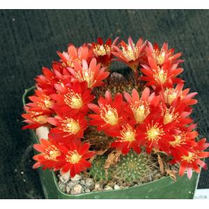 Rebutia fulviseta 4-inch pots