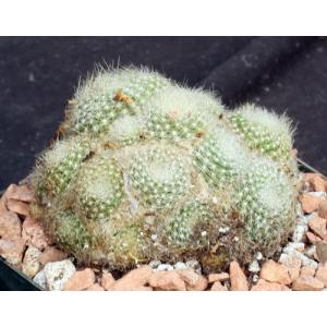 Rebutia heliosa var. heliosa 5-inch pots