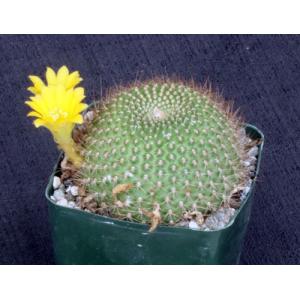 Rebutia marsoneri 4-inch pots