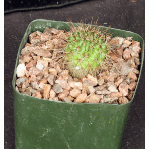 Rebutia robustispina (R88) 5-inch pots