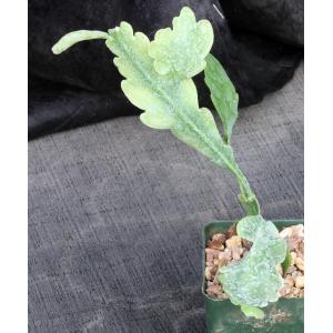 Rhipsalis crispimarginata 4-inch pots