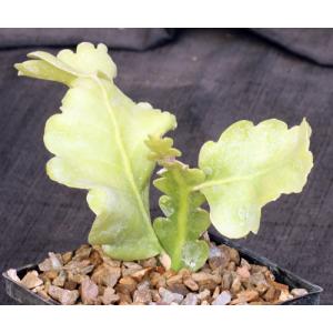 Rhipsalis crispimarginata 5-inch pots