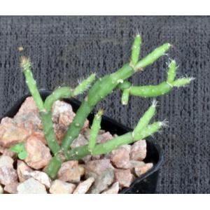 Rhipsalis ewaldiana 2-inch pots