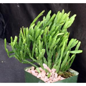 Rhipsalis ewaldiana 4-inch pots