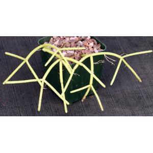 Rhipsalis grandiflora 4-inch pots