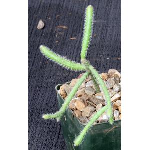 Rhipsalis horrida 3-inch pots