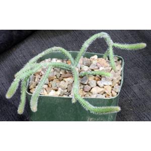 Rhipsalis horrida 5-inch pots