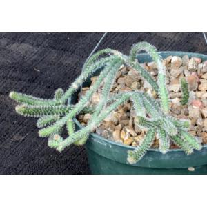 Rhipsalis horrida 6-inch pots