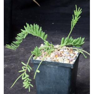 Rhipsalis mesembryanthemoides 5-inch pots