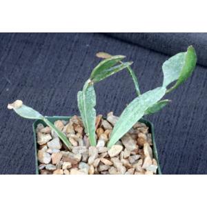 Rhipsalis oblonga 4-inch pots