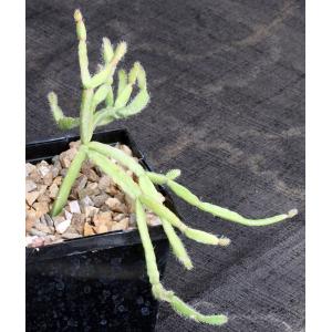 Rhipsalis micrantha fm rauhiorum 5-inch pots
