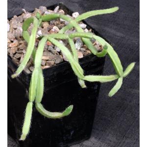 Rhipsalis micrantha 5-inch pots
