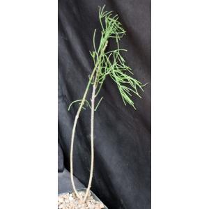 Rhipsalis teres fm heteroclada 4-inch pots
