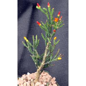 Rhipsalis ewaldiana 4-inch pots