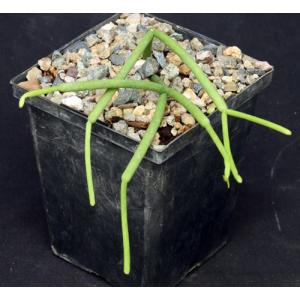 Rhipsalis grandiflora 5-inch pots