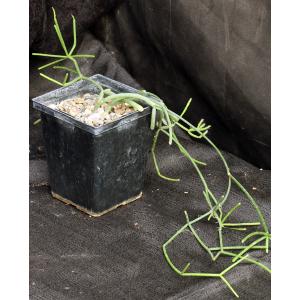 Rhipsalis grandiflora 5-inch pots