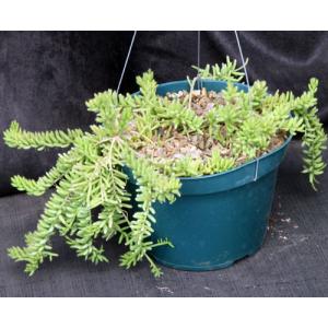 Rhipsalis mesembryanthemoides 8-inch pots