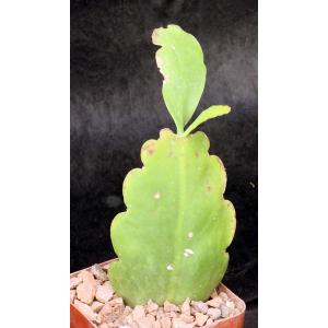Rhipsalis pachyptera (HBG 72650) 4-inch pots