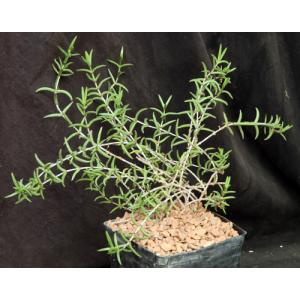 Ruschia uncinata one-gallon pots