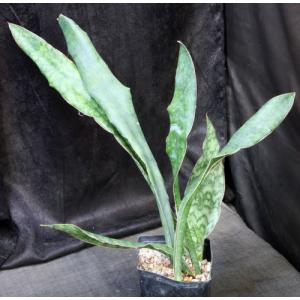 Sansevieria elliptica (Bhitala 1019) one-gallon pots
