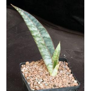 Sansevieria longistyla (Bhitala 1055) 2-gallon pots