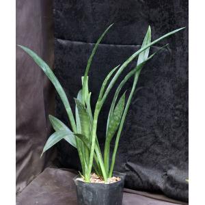 Sansevieria senegambica one-gallon pots