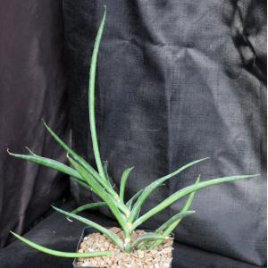 Sansevieria laevifolia (Lake Naivasha, Kenya) one-gallon pots