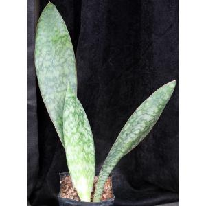 Sansevieria rugosifolia (Bhitala 1018) one-gallon pots