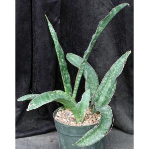 Sansevieria rugosifolia (Bhitala 1008) 8-inch pots