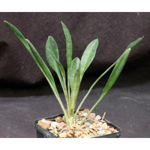 Sansevieria concinna (Lav 5949) 5-inch pots