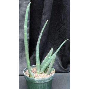 Sansevieria fischeri 8-inch pots