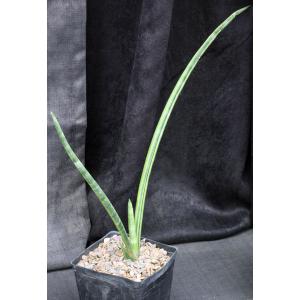 Sansevieria pearsonii (variegated) one-gallon pots