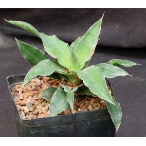 Sansevieria arborescens (Bhitala 1021) one-gallon pots